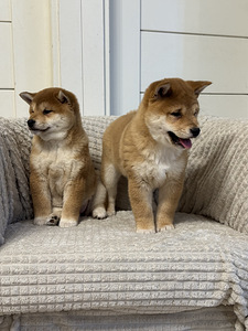 Shiba inu (1 foto / 6)