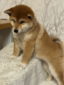 Shiba inu (3 foto / 7)