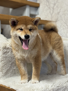 Shiba inu (6 foto / 7)