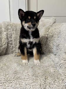 Shiba inu (1 foto / 6)