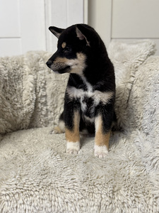Shiba inu (4 foto / 6)