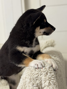Shiba inu (6 foto / 6)