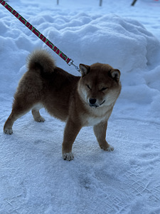 Shiba inu (2 foto / 4)