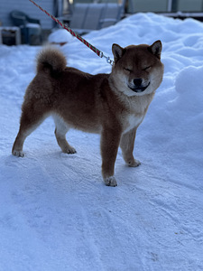 Shiba inu (3 foto / 4)