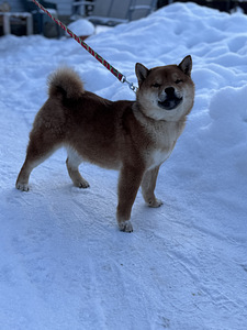 Shiba inu (4 foto / 4)