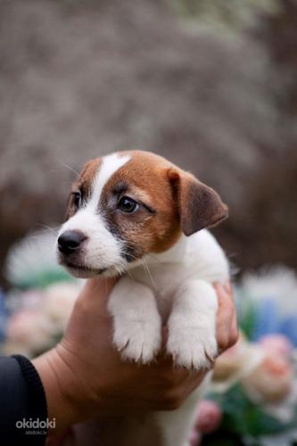 Jack Russell terrier (foto #1)