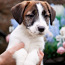 Jack Russell terrier (foto #3)