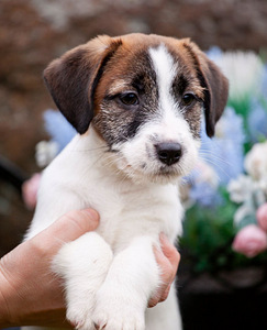 Jack Russell terrier (3 foto no 3)