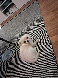 Chihuahua pennut (2 valokuva sivusta 6)