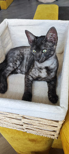 Egyptian mau black smoke (2 foto / 8)