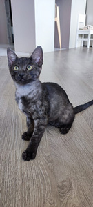 Egyptian mau black smoke (4 foto / 8)
