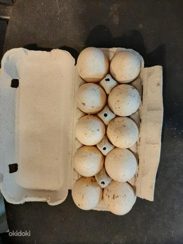Индюшиные яйца (фото #2)