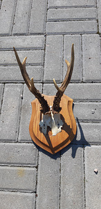 Рога диких животных (3 фото из 6)