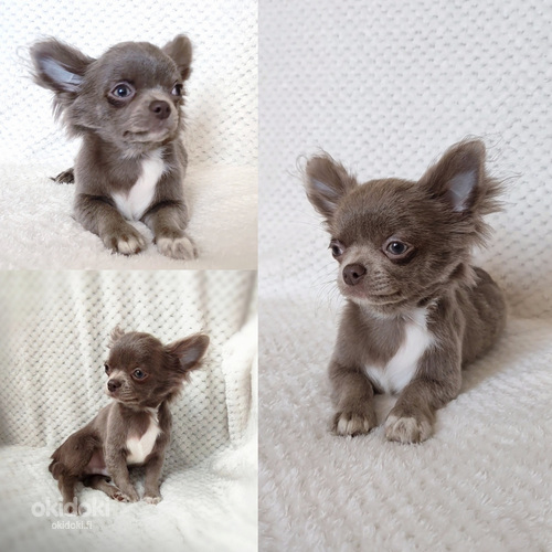 Chihuahuan poikapentu (mini) (valokuva #1)