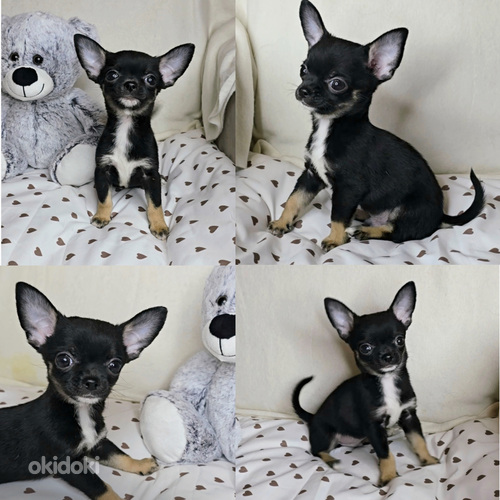 Chihuahua