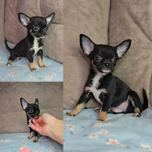 Chihuahua (1 valokuva sivusta 1)