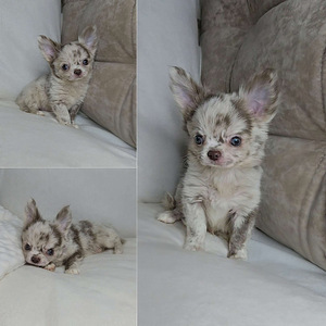 Chihuahuan pennut (2 valokuva sivusta 3)