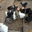Шелковые курицы (фото #2)