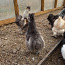 Шелковые цыплята (фото #2)