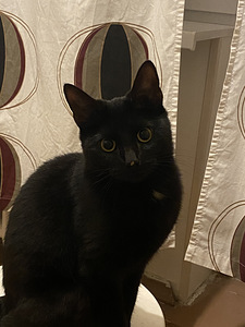 Ma annan kassi headesse kätesse (3 foto / 3)
