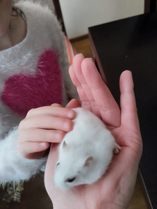 Hamster koos puuri ja tarvikutega (2 foto / 5)