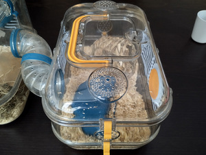 Hamster koos puuri ja tarvikutega (5 foto / 5)