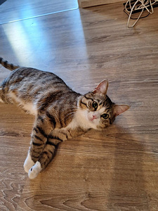 Ma annan kassi headesse kätesse (6 foto / 8)