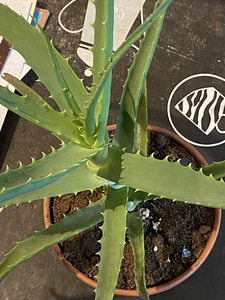 Aaloe (2 foto / 4)