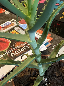 Aaloe (3 foto / 4)