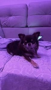 Chihuahua isane kutsikas (3 foto / 3)