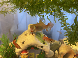 Guppy kala (2 foto / 10)