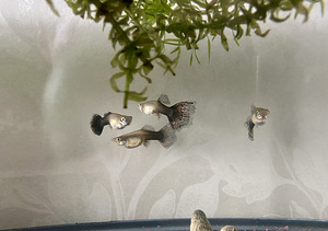 Guppy kala (7 foto / 10)