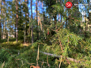 Kullerkupu tn 3, Kangru, Kiili vald, Harjumaa (4 foto / 6)