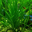 Vallisneria akvaariumi taimed (foto #2)