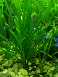 Vallisneria akvaariumi taimed (2 foto / 2)