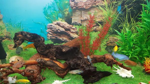 Akvaariumi kunstmuru. (foto #3)