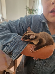 Suhkrupoos, lendorav possum käsiraamat (2 foto / 10)