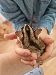 Suhkrupoos, lendorav possum käsiraamat (4 foto / 10)
