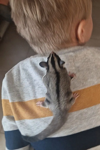 Suhkrupoos, lendorav possum käsiraamat (1 foto / 10)