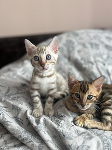 Bengal Kitten