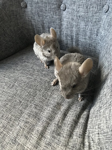 Продам шиншиллу (2 фото из 2)