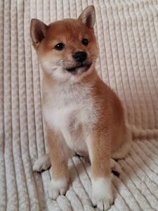 Shiba Inu kutsikad (7 foto / 8)