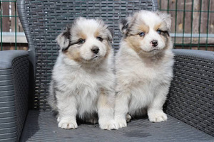 Aussi blue merle,blue eyes (2 foto / 8)