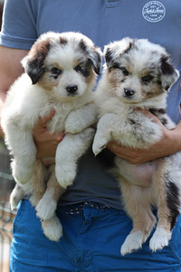Aussi blue merle,blue eyes (5 foto / 8)