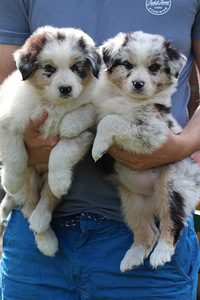 Aussi blue merle,blue eyes (8 foto / 8)