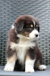 Aussi blue merle & black tricolor (8 foto / 10)