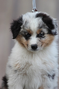 Austraalia lambakoer blue merle,blue eyes (6 foto / 8)
