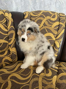 Austraalia lambakoer blue merle,blue eyes (2 foto / 8)