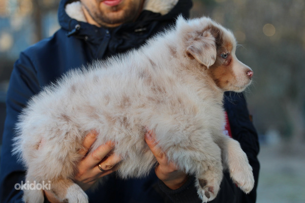 Очень пушистые щенки австралийской овчарки (фото #2)