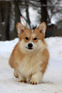 Welsh corgi pembrok red (4 foto / 7)